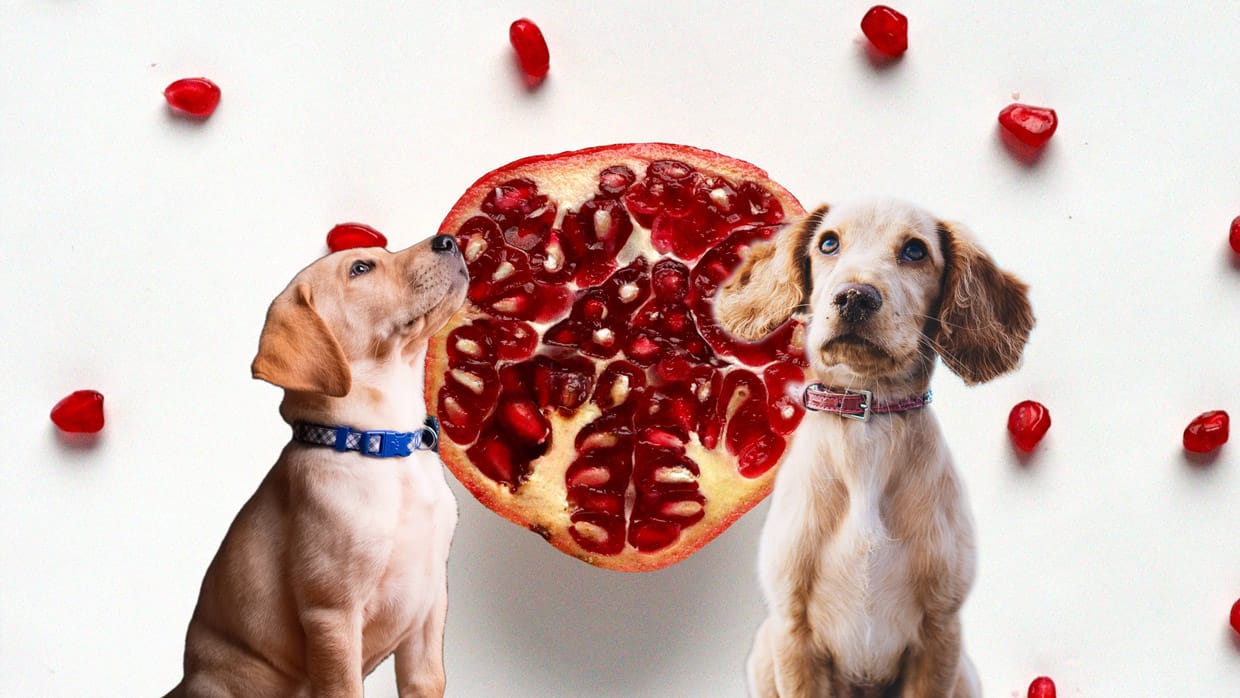 Dürfen Hunde Granatapfel essen