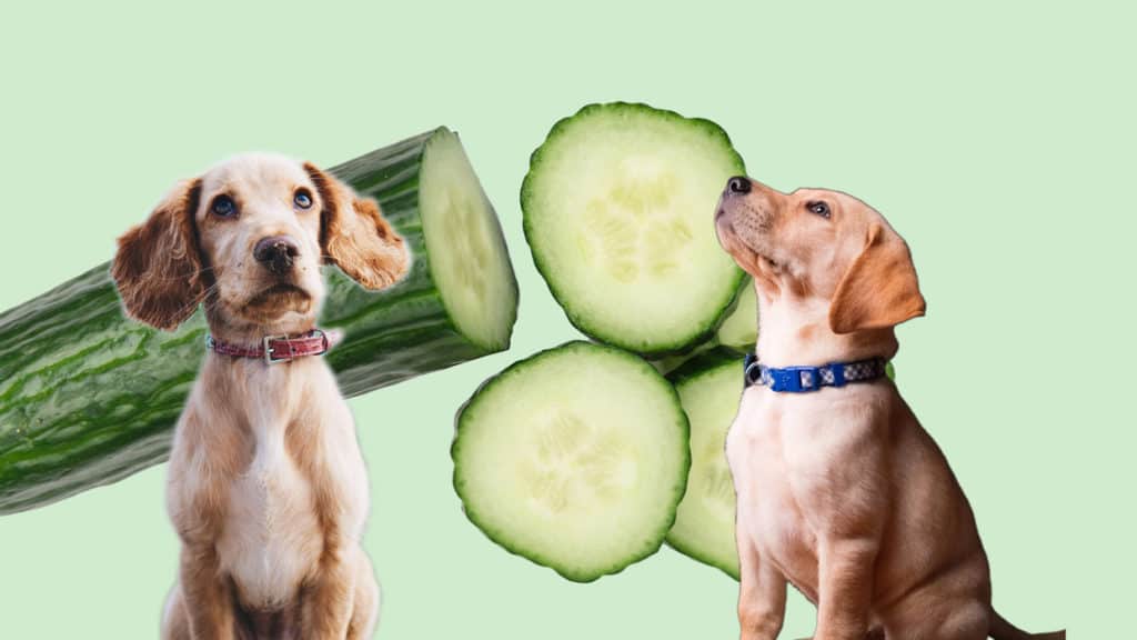 Dürfen Hunde Gurken essen