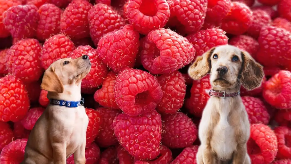 Dürfen Hunde Himbeeren essen?