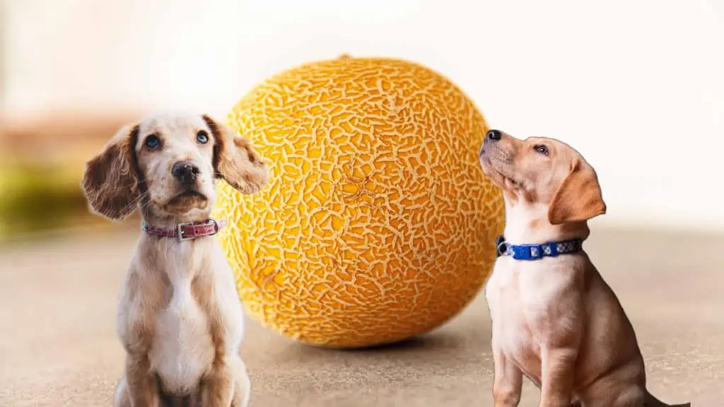 Dürfen Hunde Honigmelone essen