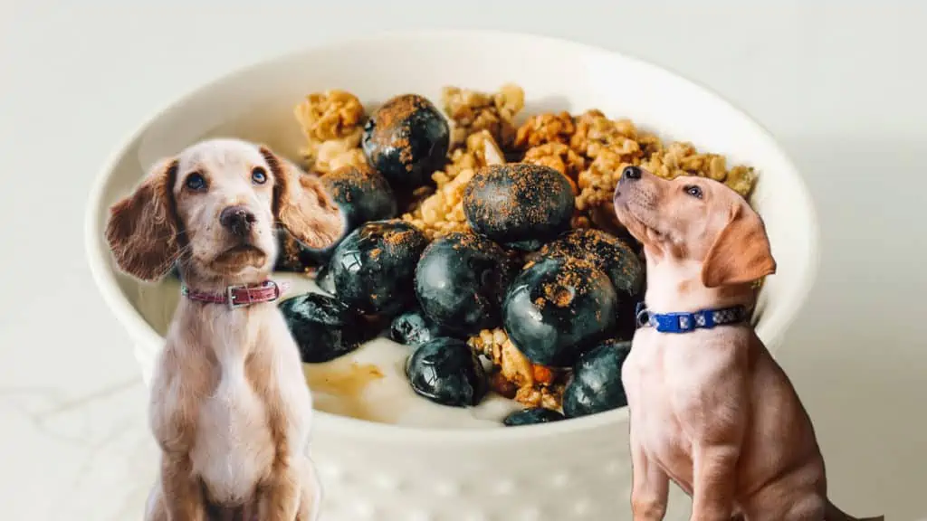 Dürfen Hunde Joghurt essen