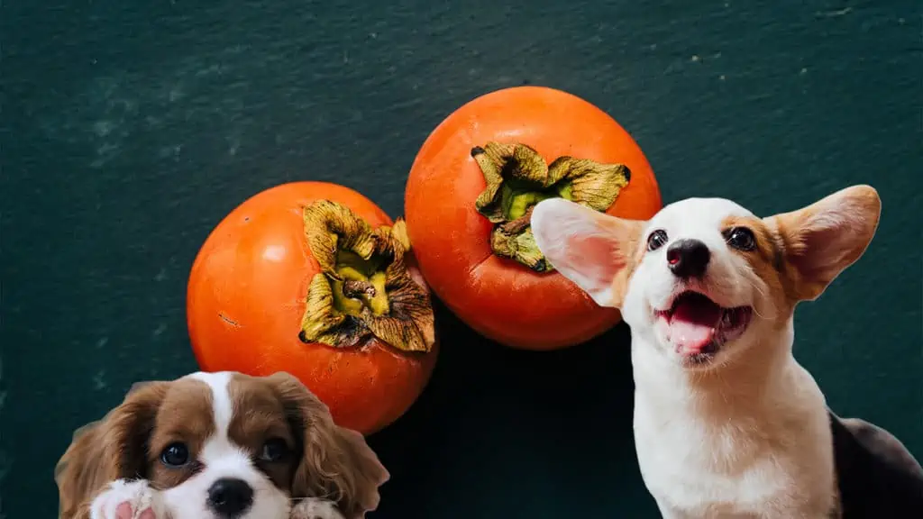 Dürfen Hunde Kaki essen