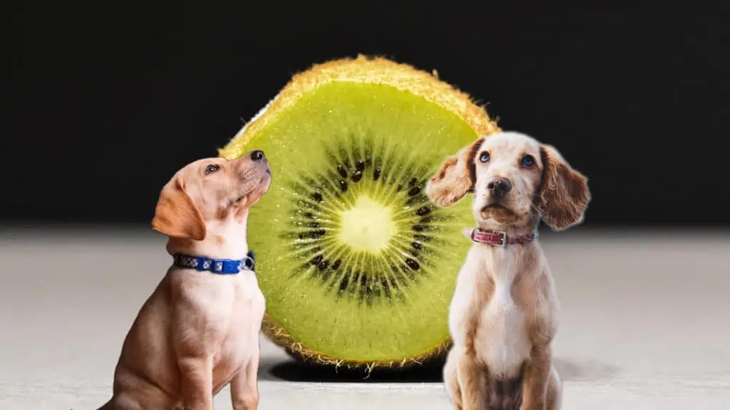 Dürfen Hunde Kiwi essen