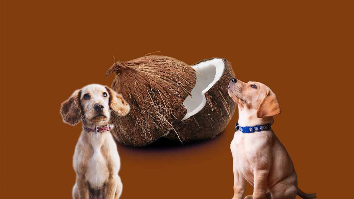 Dürfen Hunde Kokosnuss essen