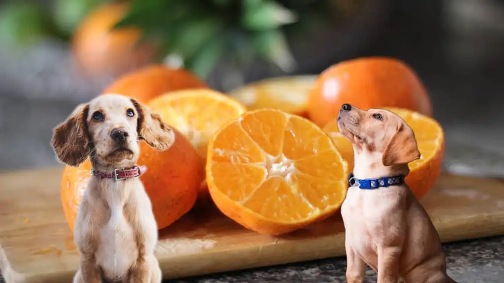 Dürfen Hunde Mandarinen essen