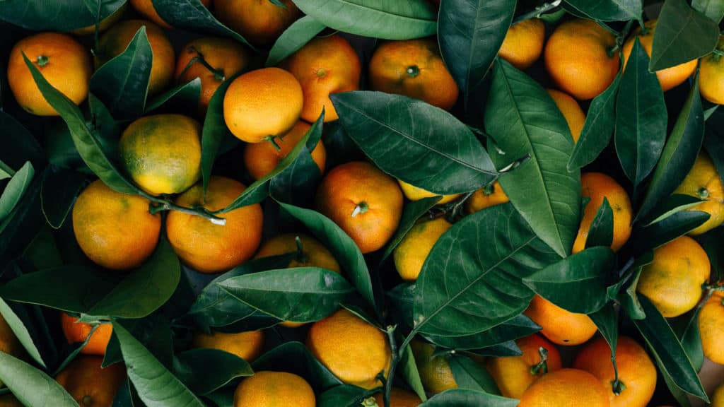 Mandarinen mit Blättern und Ästen