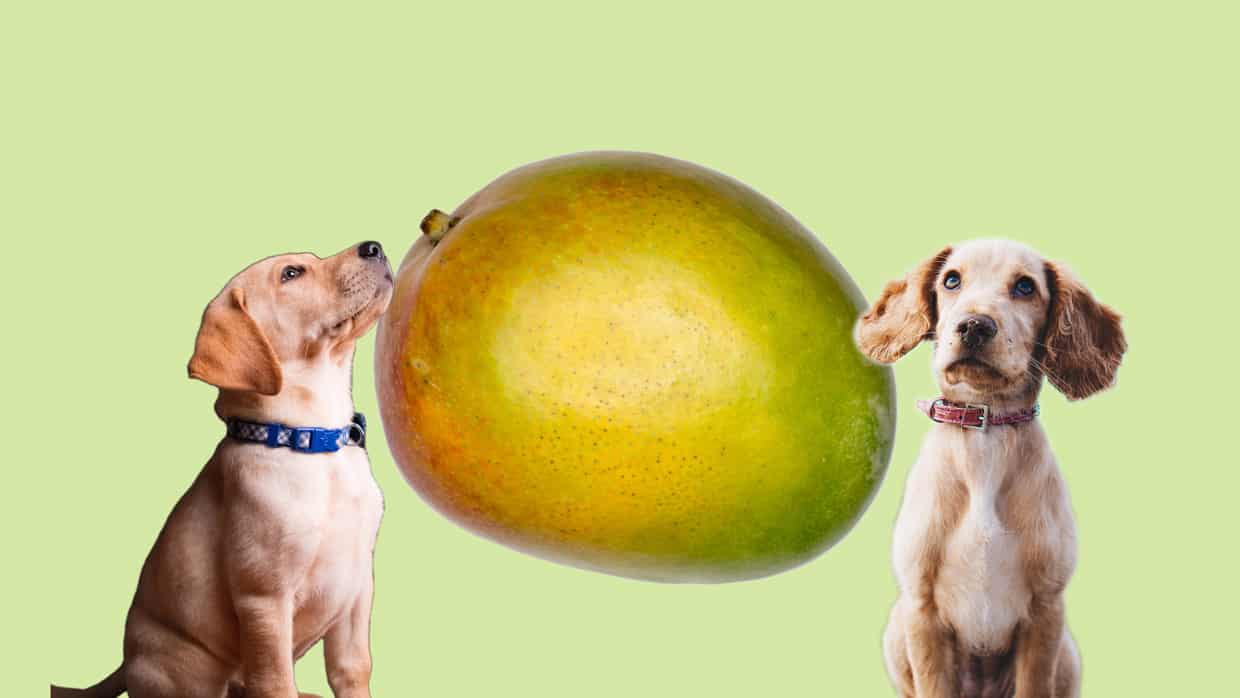 Dürfen Hunde Mango essen