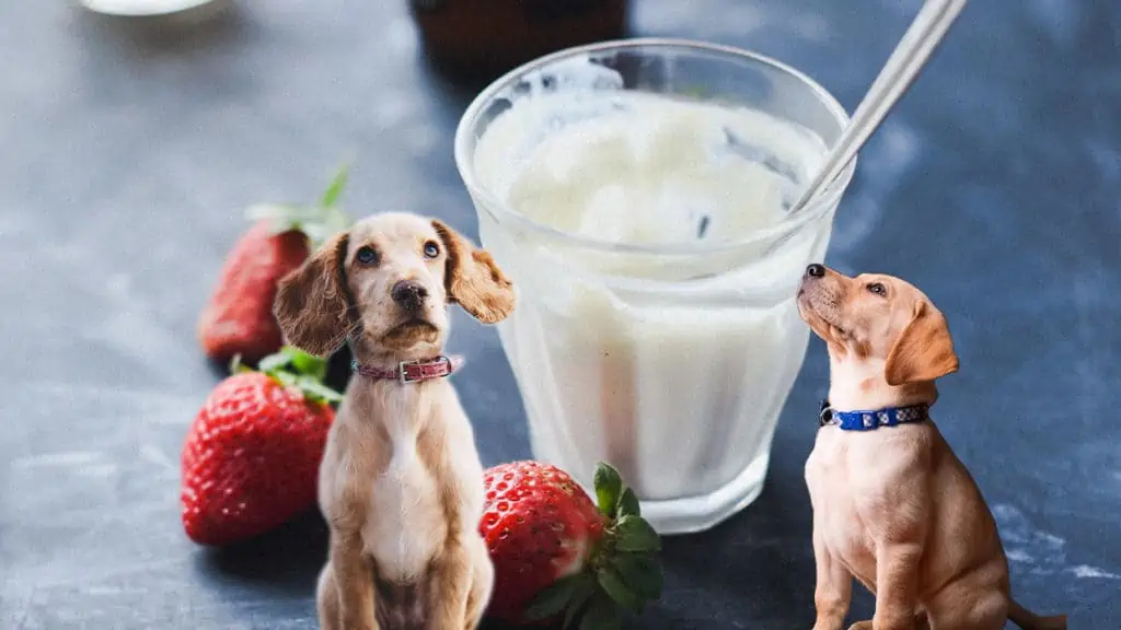 Dürfen Hunde Quark essen