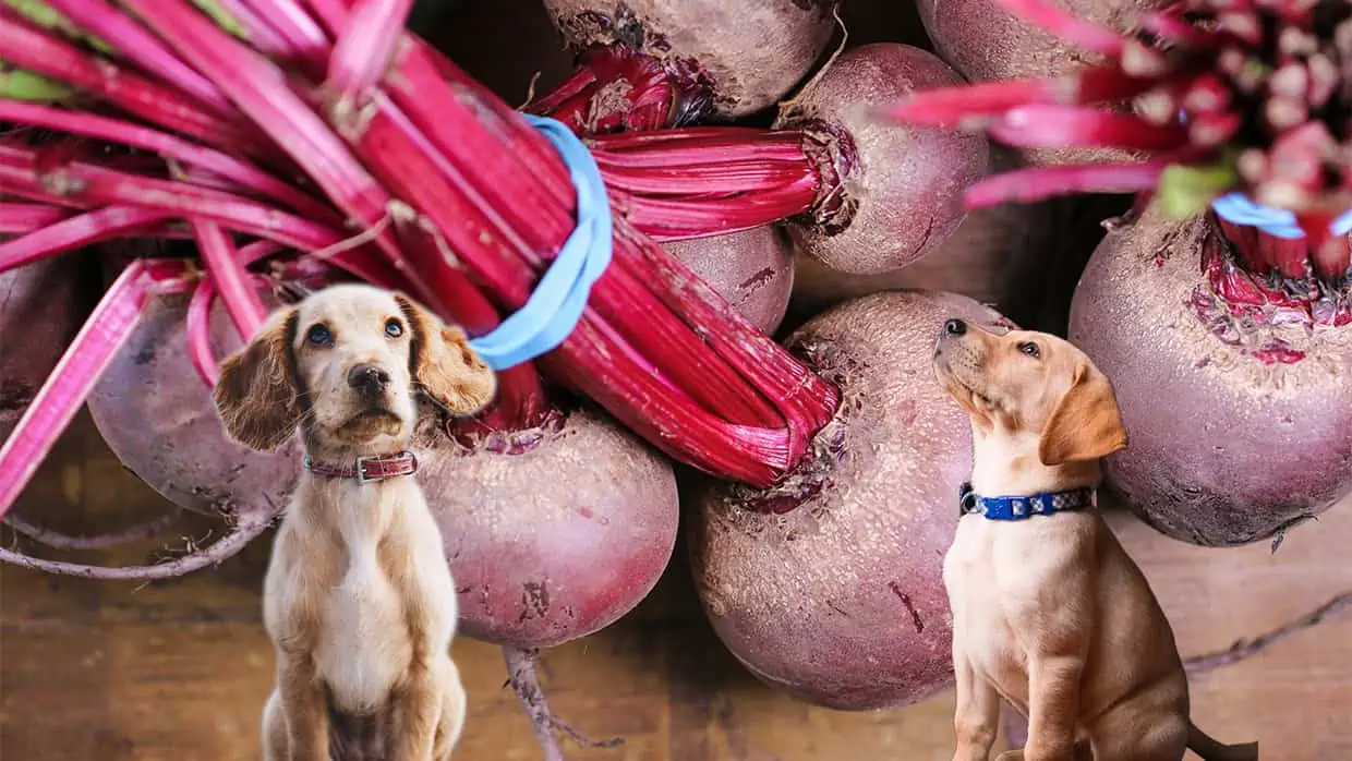 Dürfen Hunde Rote Beete essen