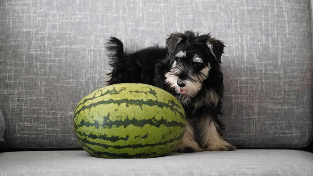 Hund mit Wassermelone auf Couch