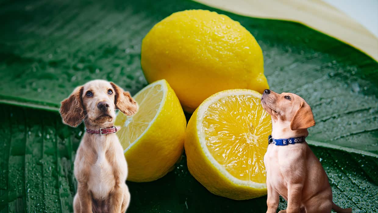 Dürfen Hunde Zitronen essen