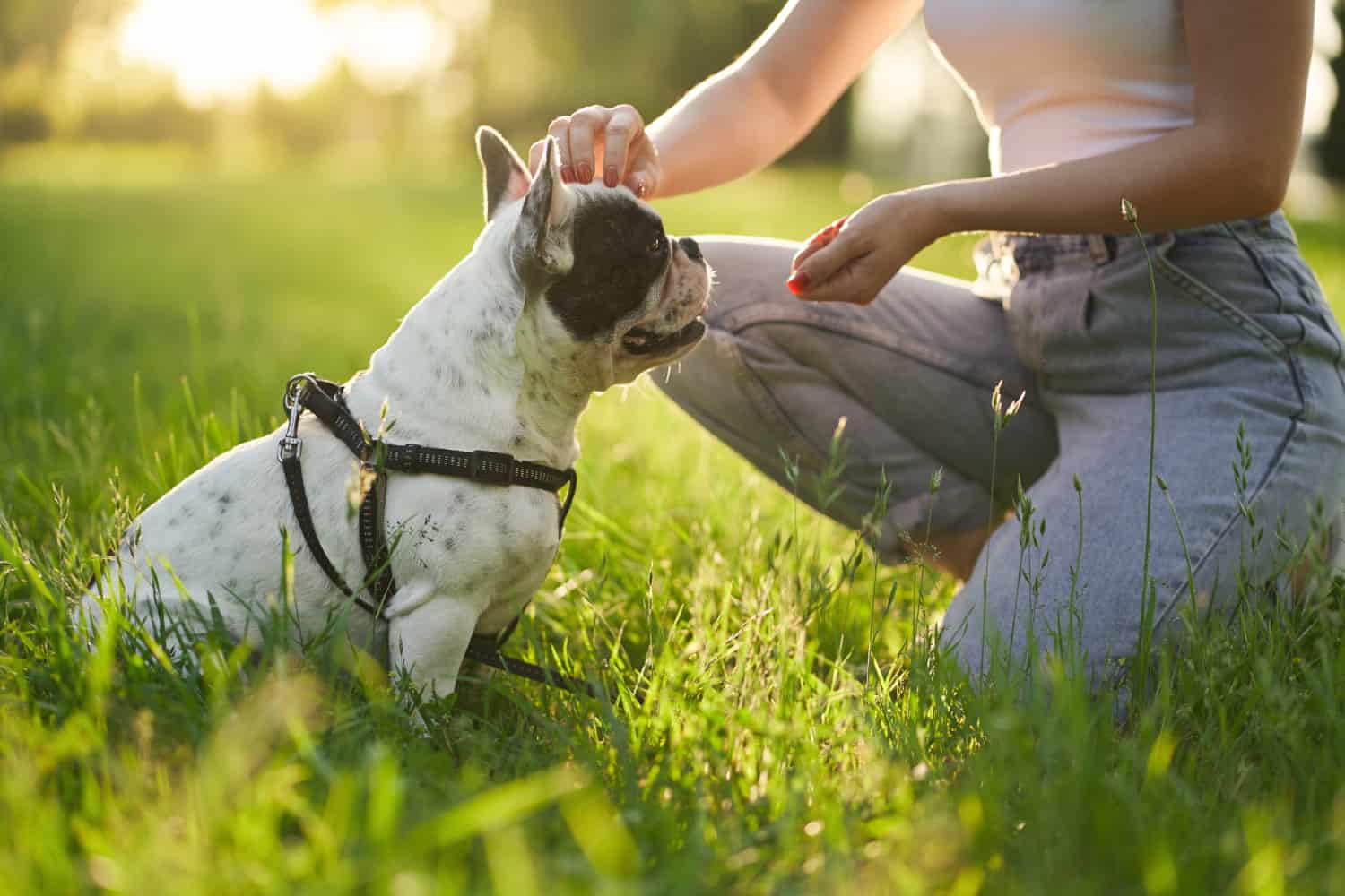 skinke George Bernard kapre Dein Hund fiept ständig? 5 Ursachen & 2 Lösungsansätze