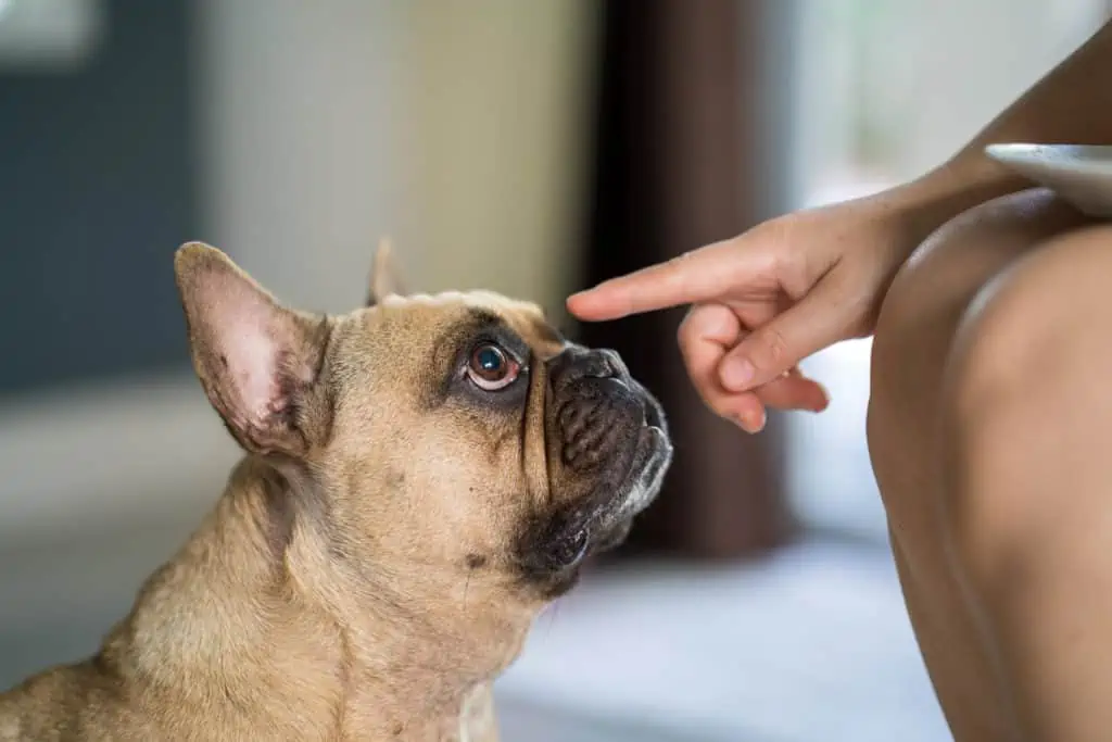 Dein Hund Pinkelt In Die Wohnung, Obwohl Er Draußen War 4 Mögliche Ursachen Und 4 Lösungen