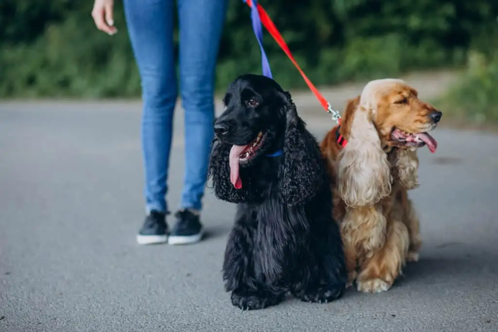 Hund ziehen an der Leine Abgewöhnen