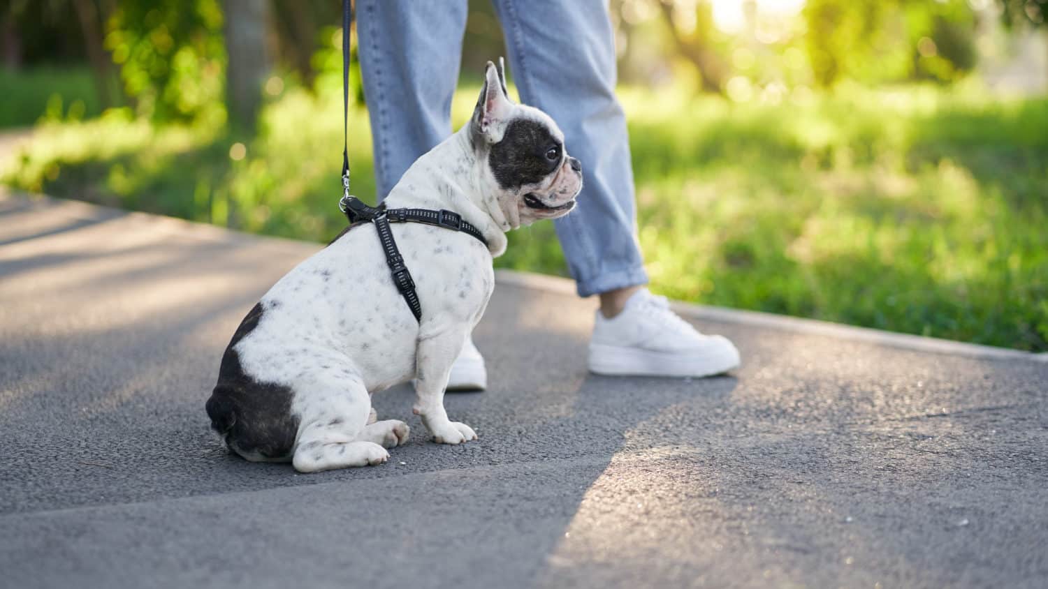 Du Willst Deinem Hund Das Anspringen Abgewöhnen - 4 Ursachen, 3 Lösungen