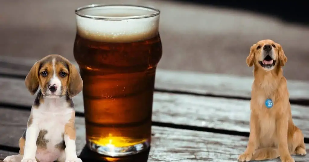 Dürfen Hunde Bier Trinken