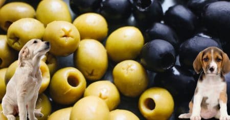 Dürfen Hunde Oliven essen