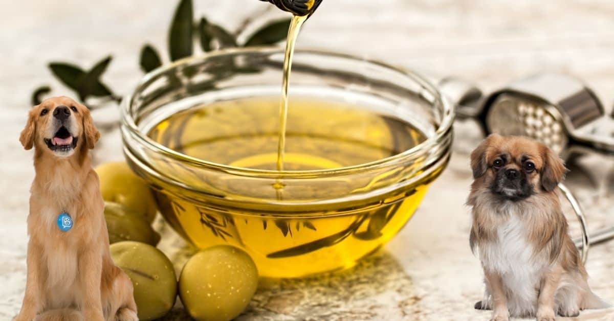 Robe vinkel Modsigelse Dürfen Hunde Olivenöl Essen? Ein Profi Klärt Auf! [2023]