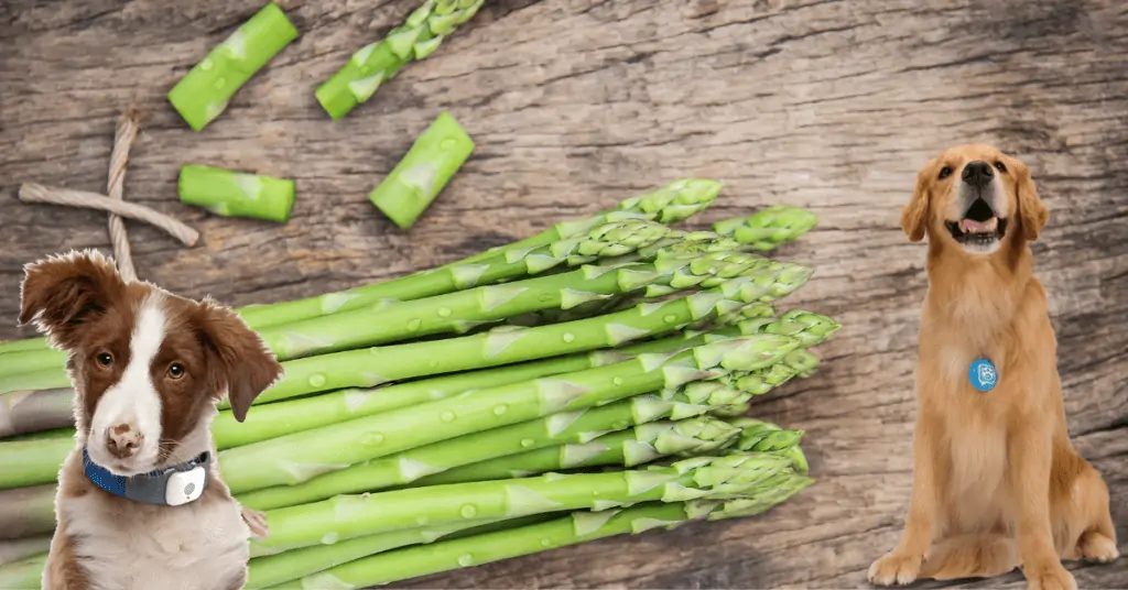 Dürfen Hunde Spargel Essen?