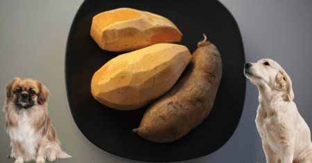 Dürfen Hunde Süßkartoffeln essen?