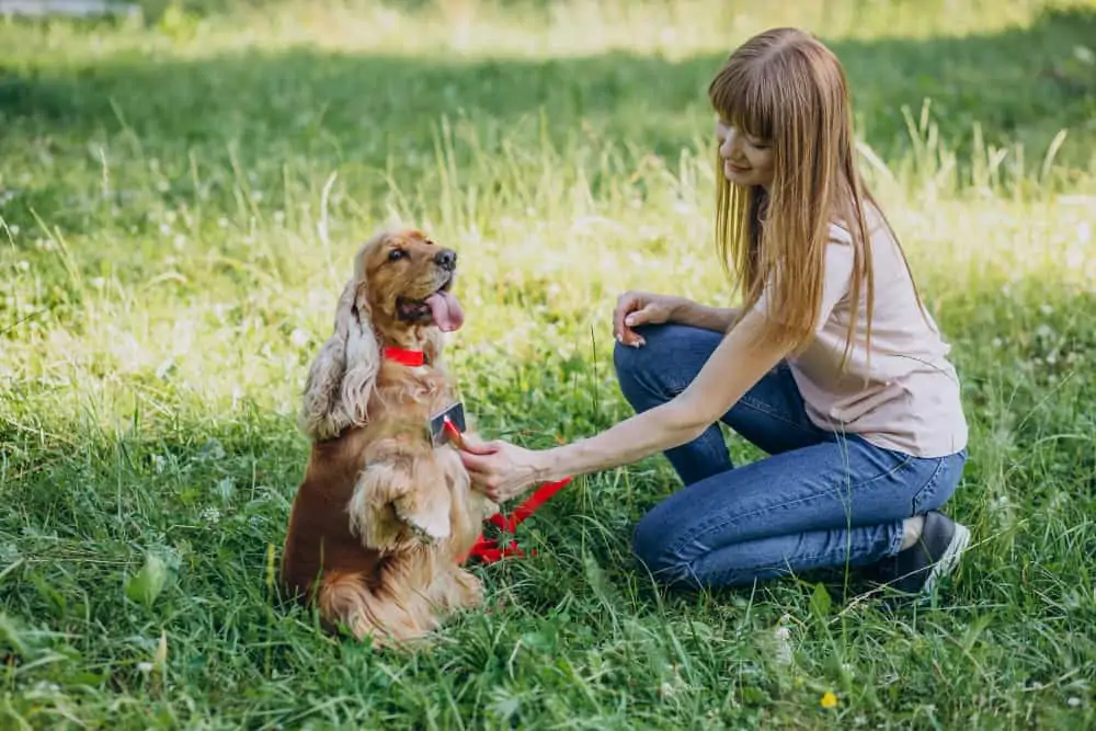 Hund Kommt Nicht Zur Ruhe