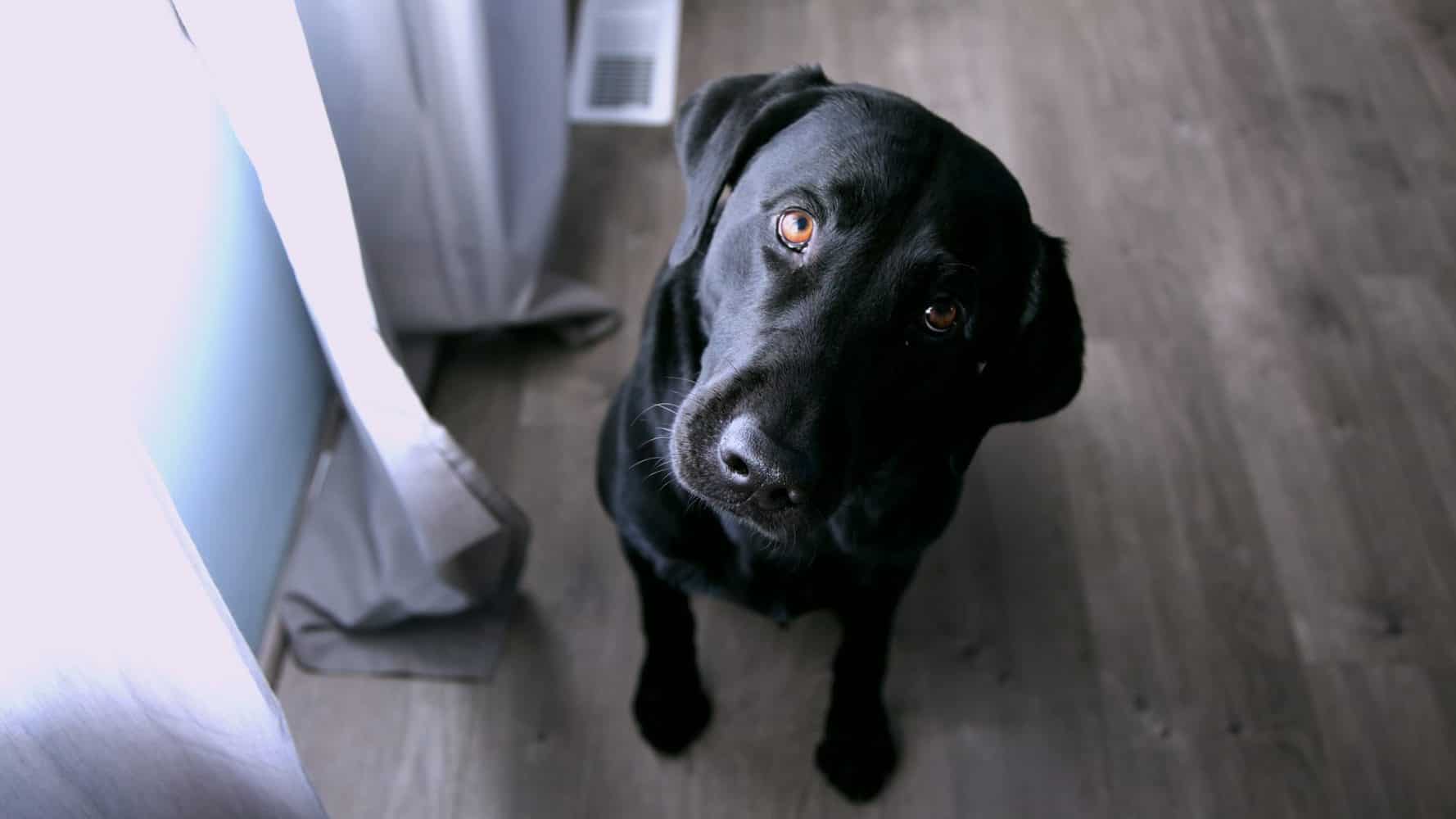 Labrador ist unruhig und schaut in Besitzer an
