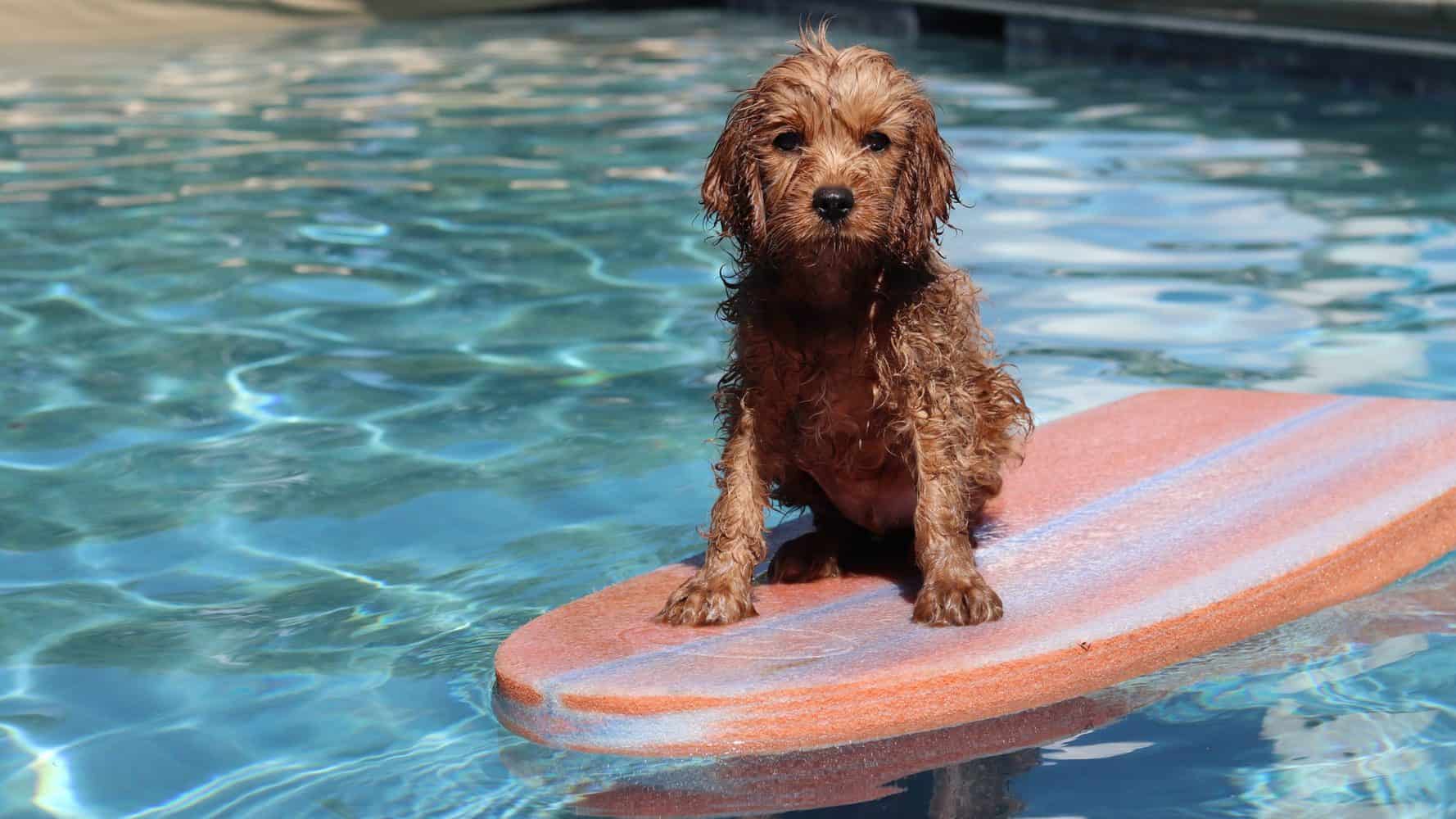 Hund an einem XXL Pool