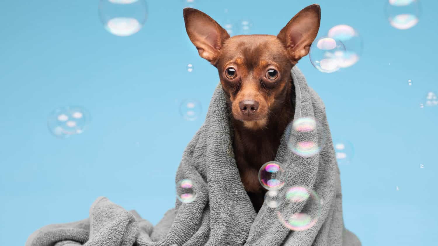 Hund in einem Bademantel