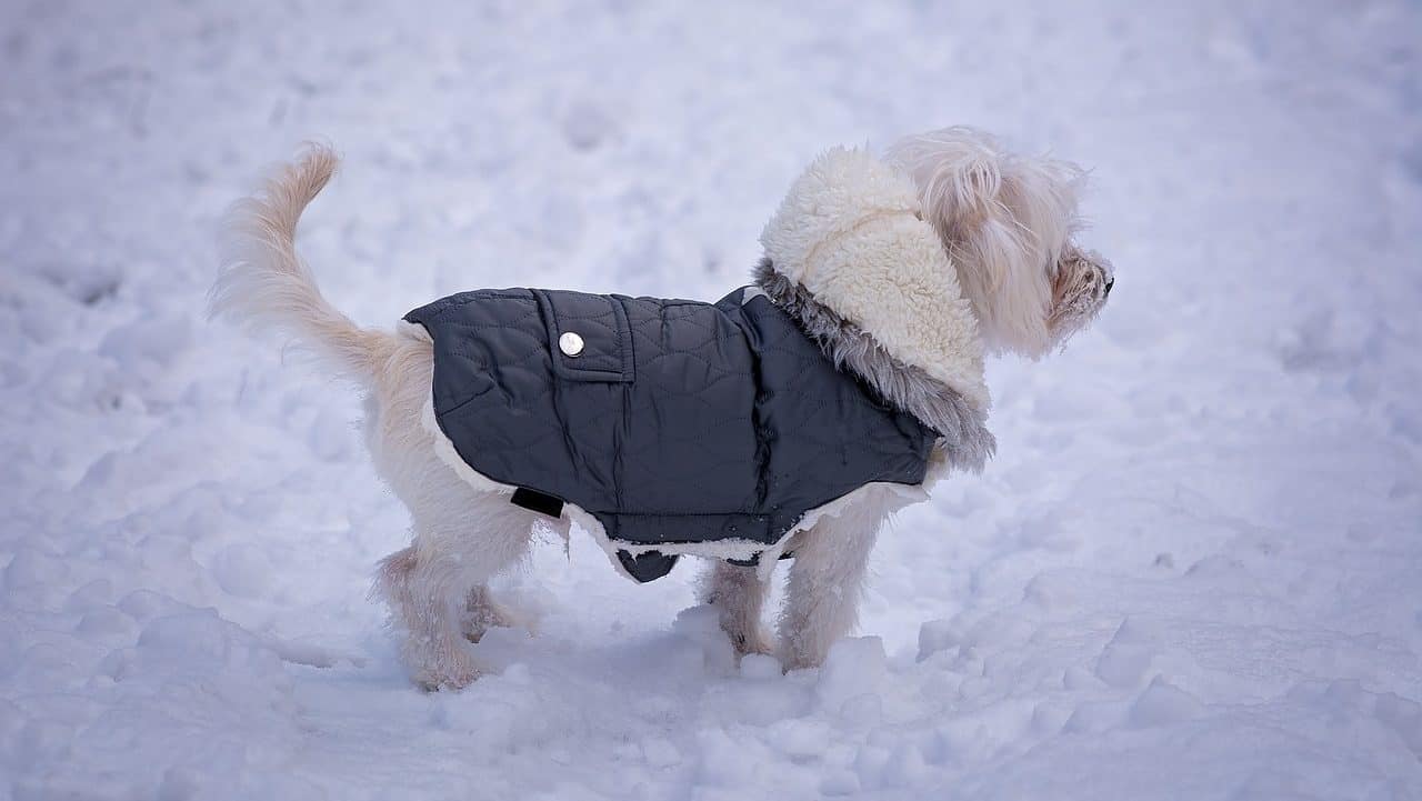 Hund mit Hunde Wintermantel im Schnee