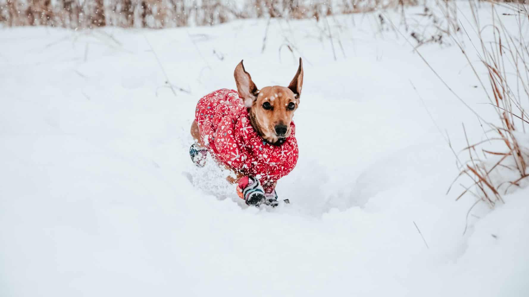 Hund mit Hundemantel im Schnee