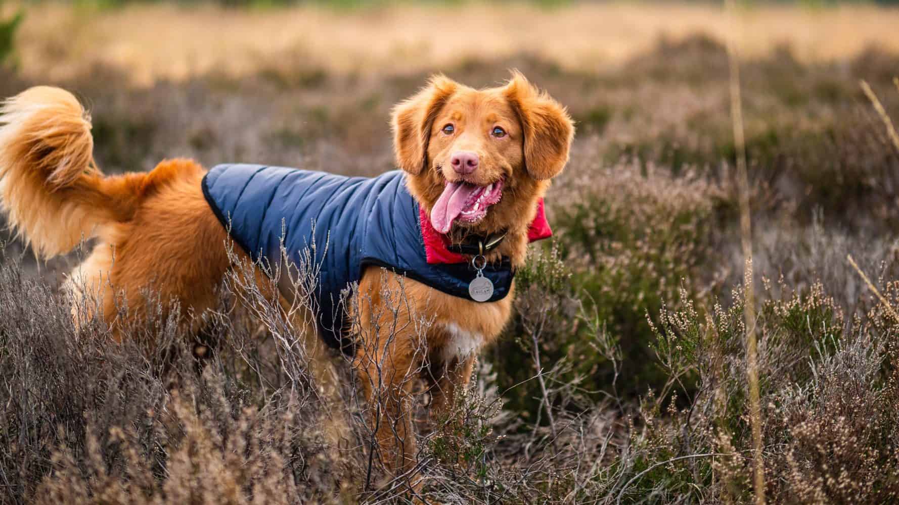 Hund mit Hundemantel mit Bauchschutz im Feld