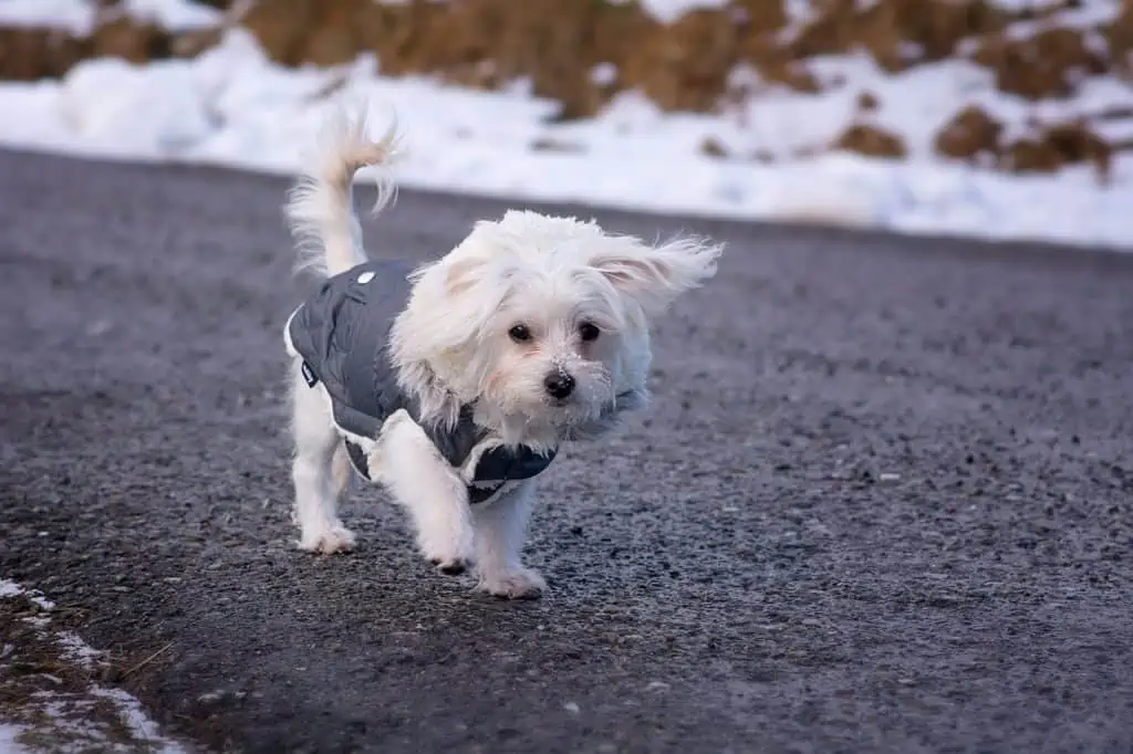 Hundemantel mit Bauchschutz