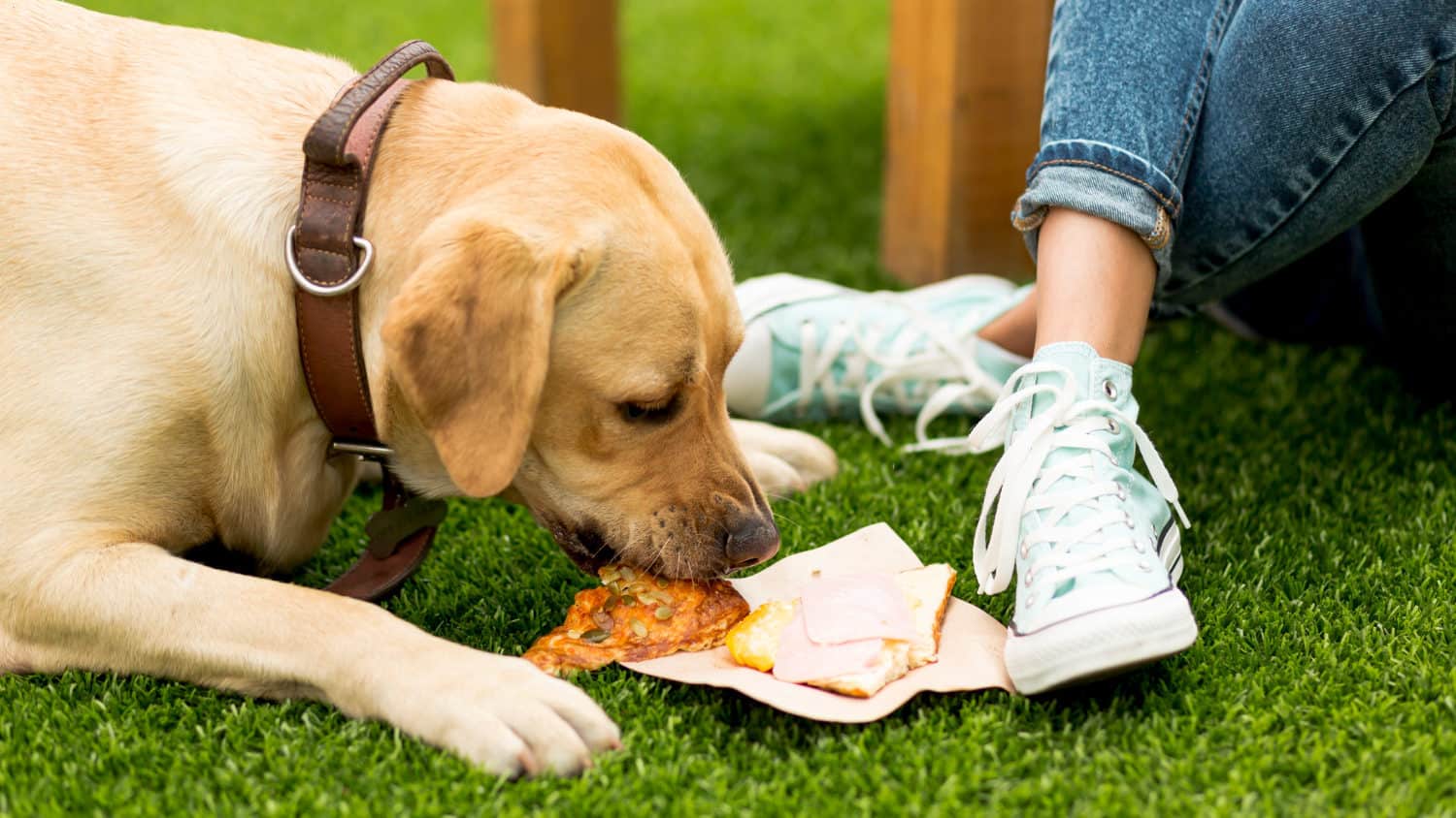 Hund Frisst Pizza vom Boden