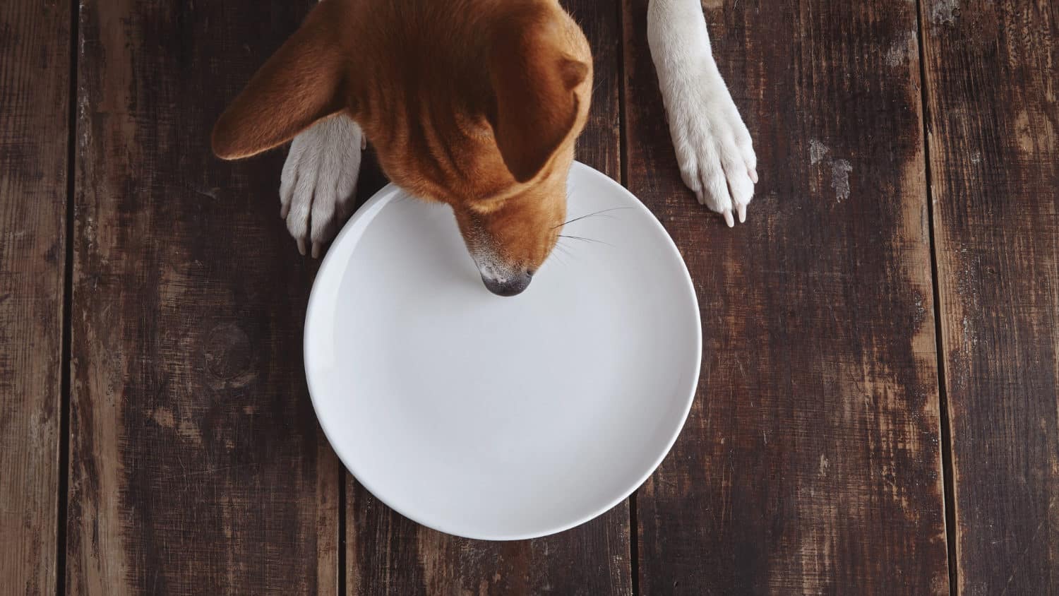 Hund am fressen vom Teller am Boden