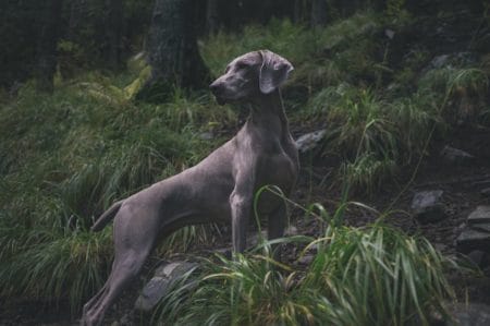 Wie Kann Ich Meinem Hund Den Jagdtrieb Abgewöhnen 2 Ursachen Und 3 Lösungen, Um Ihn Loszuwerden