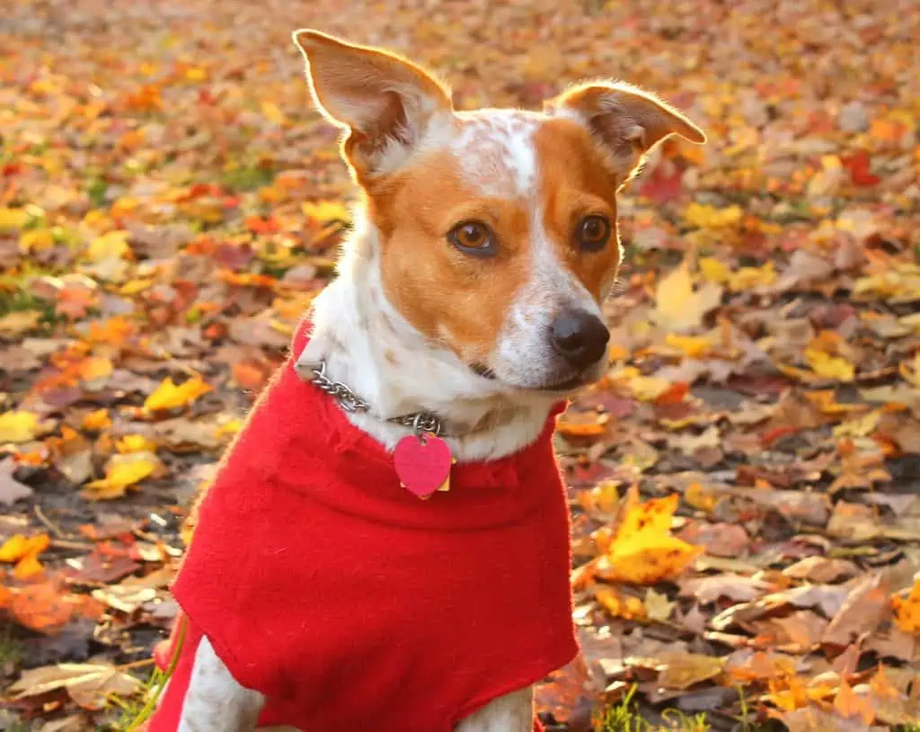 Hundepullover für große Hunde