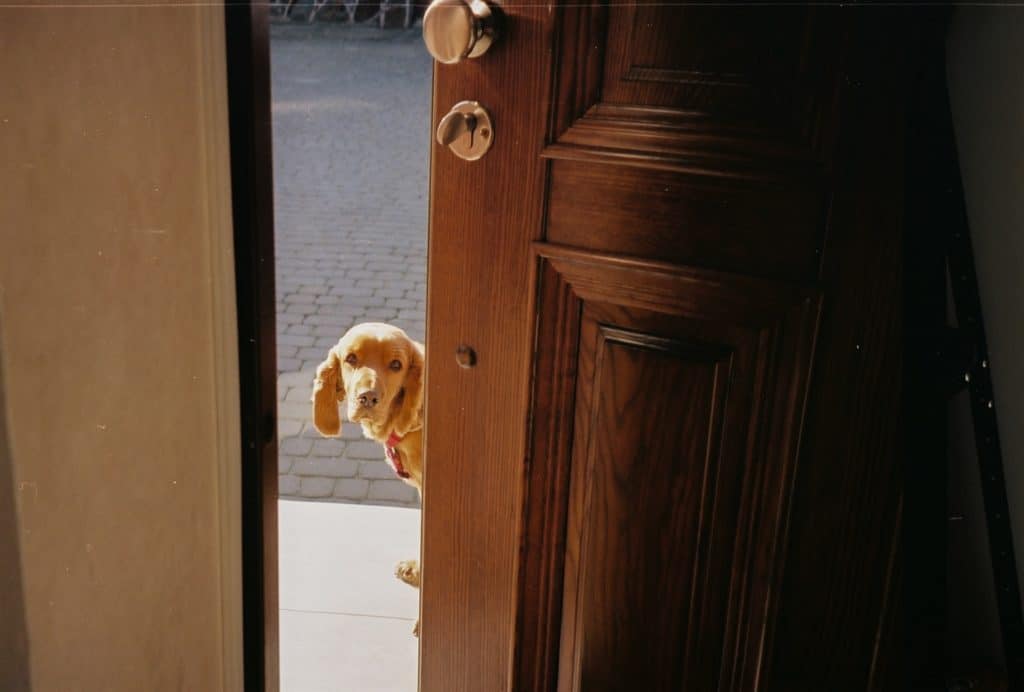 Hund steht an der Tür und ist aggressiv
