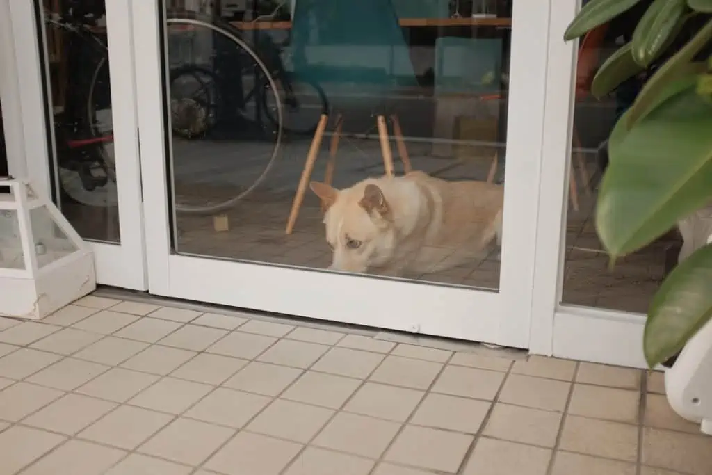 Hund bellt an Balkon Tür