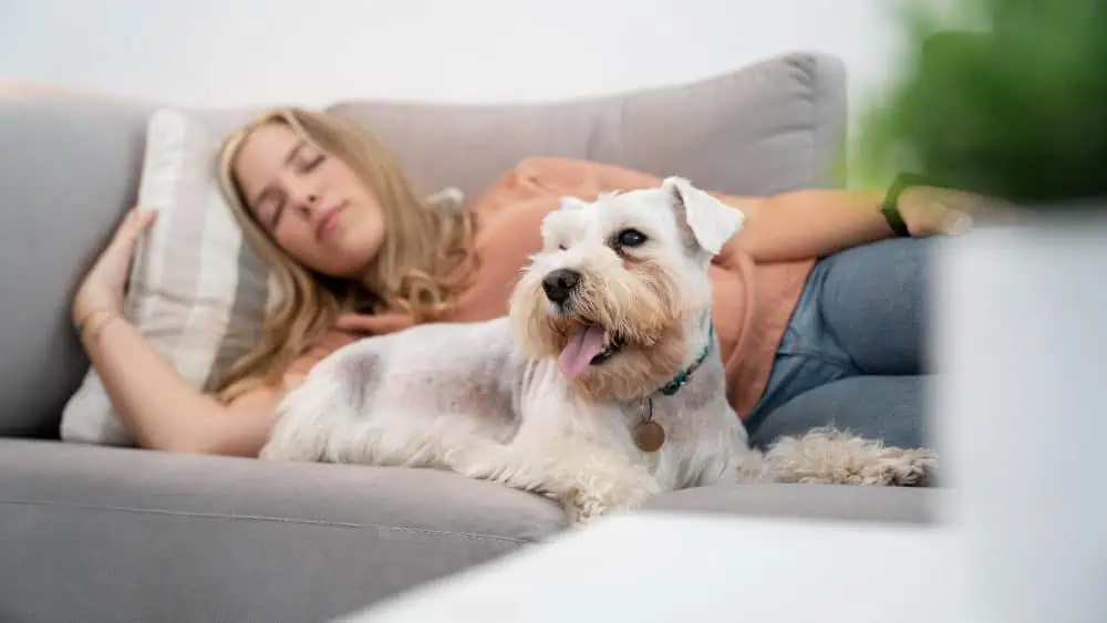 Hund auf Couch während Frau schläft