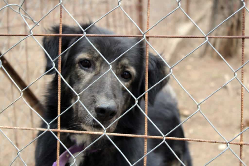 Dein Hund bellt andere Hunde an? 7 Ursachen & 4 Lösungen