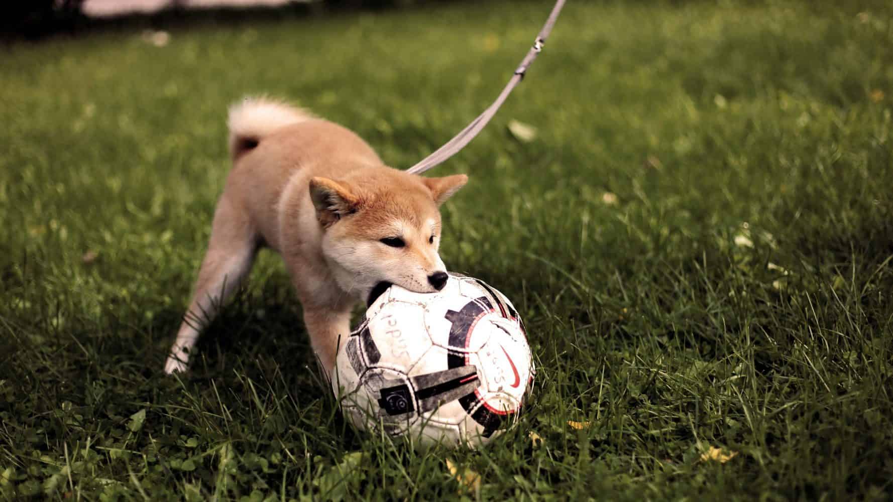 Hund spielt mit Ball und Schleppleine für Welpen