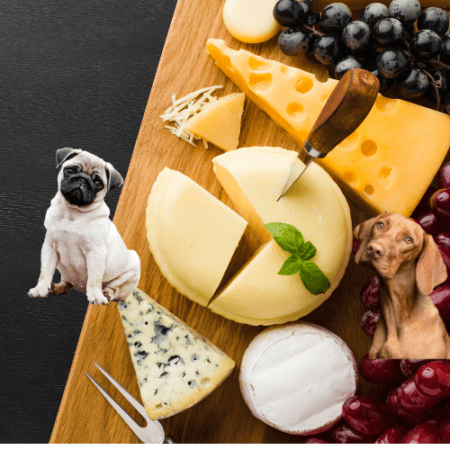 dürfen hunde harzer käse essen