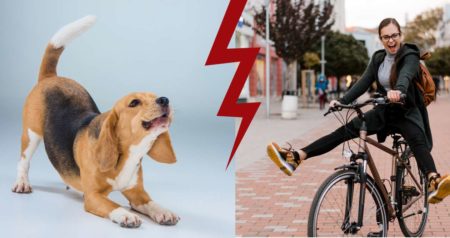 Hund aggressiv bei Radfahrer