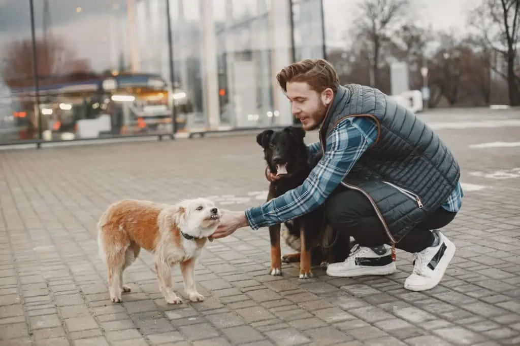 hund beibringen andere hunde zu ignorieren