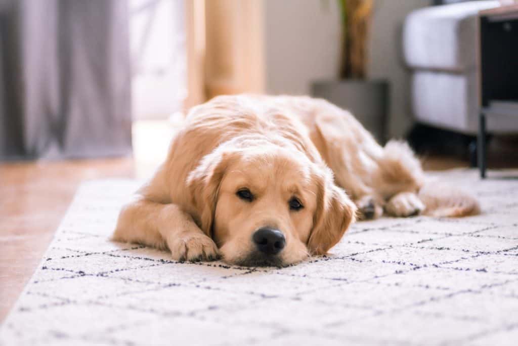 hund liegt auf dem Boden erschöpft