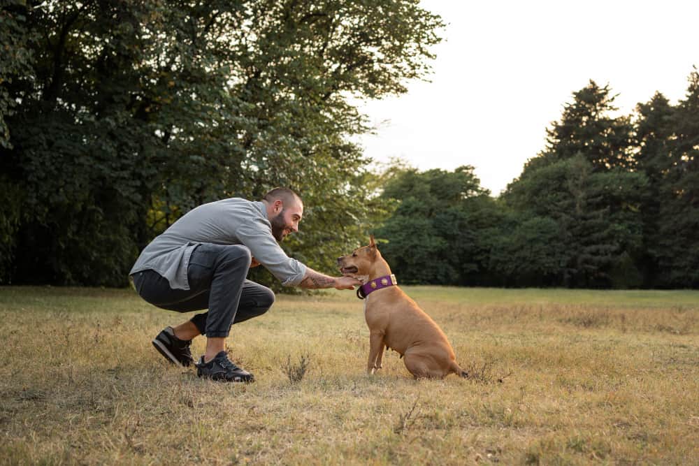 Rückruf Training mit Hund Schritt für Schritt erklärt