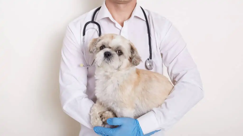 Tierarzt mit Hund auf Arm
