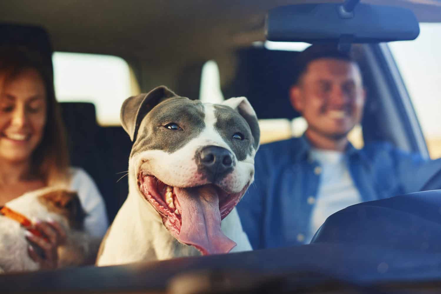 Rucener Hunde Autositz Hundebox Auto Hunde Autositz Für Hunde Praktischer  Hundesitz Für Kleine Und Mittlere Hunde Auf Der Rückbank Auch Für Große  Auto