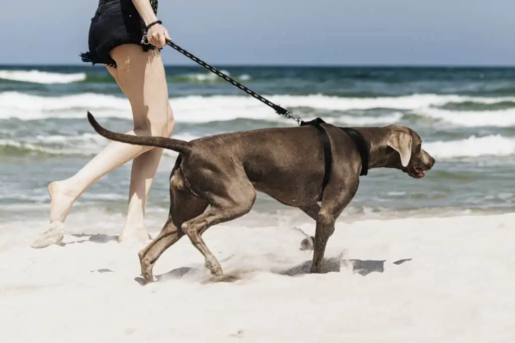 Hundeleine für starke ziehende Hunde