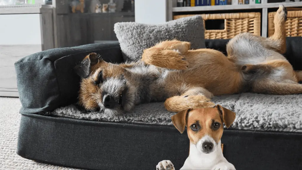 Orthopädisches Hundesofa